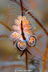 "Donut Nudi" - most likely the most colorful doto (Doto G... by Anais Niesbach 